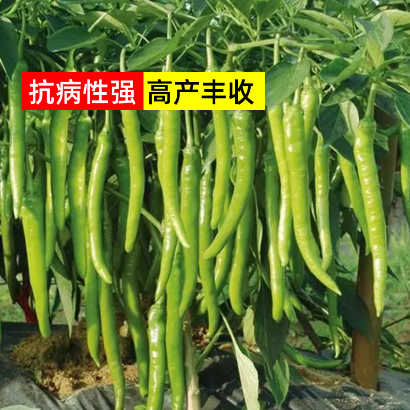 杭椒苗免费技术指导视频看货基地批发诚信为本