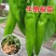 精品牛角椒苗大果高产【辣椒苗】成活率高耐寒抗病毒强