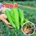 精品牛角椒苗大果高产【辣椒苗】成活率高耐寒抗病毒强
