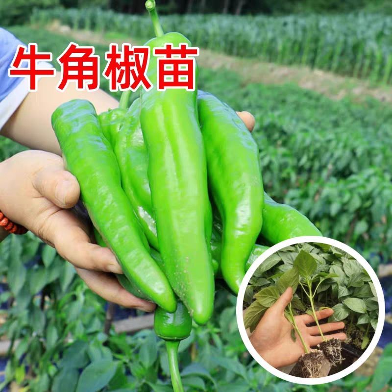 精品牛角椒苗大果高产【辣椒苗】成活率高耐寒抗病毒强