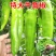 精品牛角椒苗大果高产【辣椒苗】成活率高耐寒抗病毒强