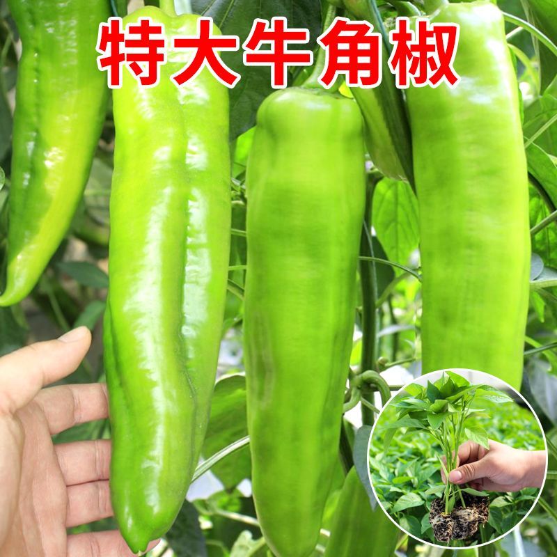 精品牛角椒苗大果高产【辣椒苗】成活率高耐寒抗病毒强