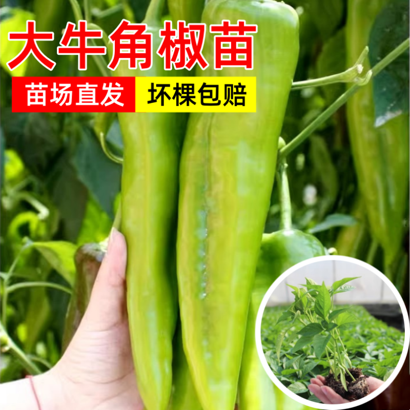 精品牛角椒苗大果高产【辣椒苗】成活率高耐寒抗病毒强