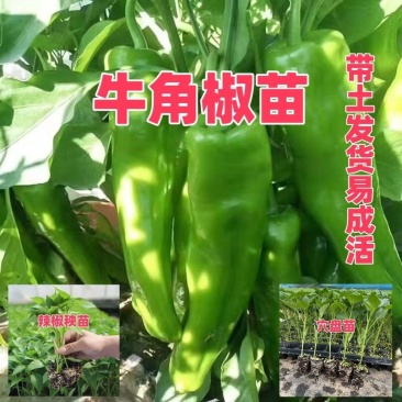 精品牛角椒苗大果高产【辣椒苗】成活率高耐寒抗病毒强