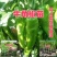 精品牛角椒苗大果高产【辣椒苗】成活率高耐寒抗病毒强