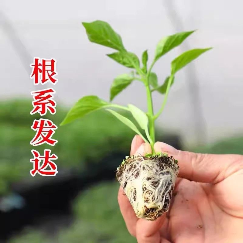 【薄皮椒苗】苗场直供根系发达视频看货品质保证