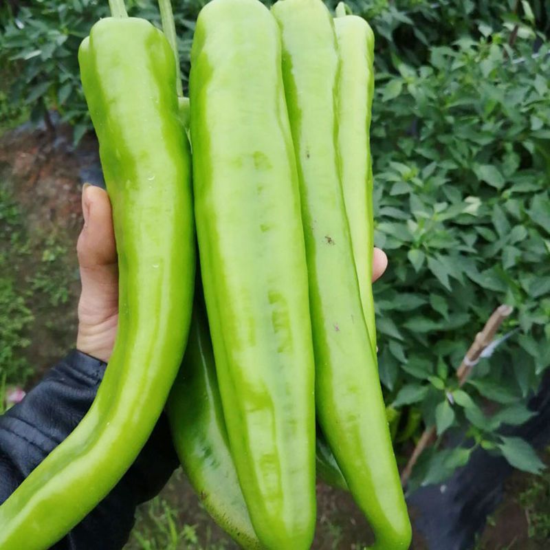 【薄皮椒苗】苗场直供根系发达视频看货品质保证