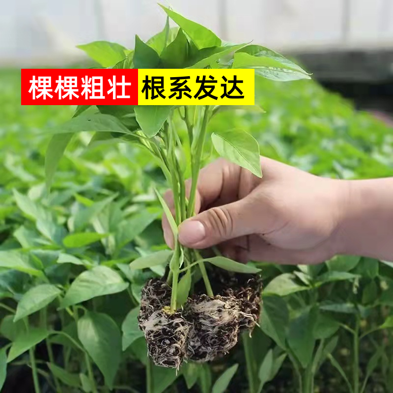 【薄皮椒苗】苗场直供根系发达视频看货品质保证