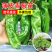 【薄皮椒苗】苗场直供根系发达视频看货品质保证