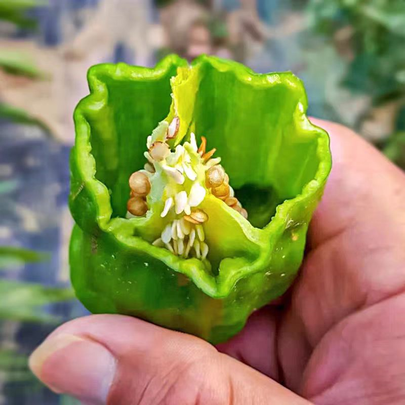 【薄皮椒苗】苗场直供根系发达视频看货品质保证