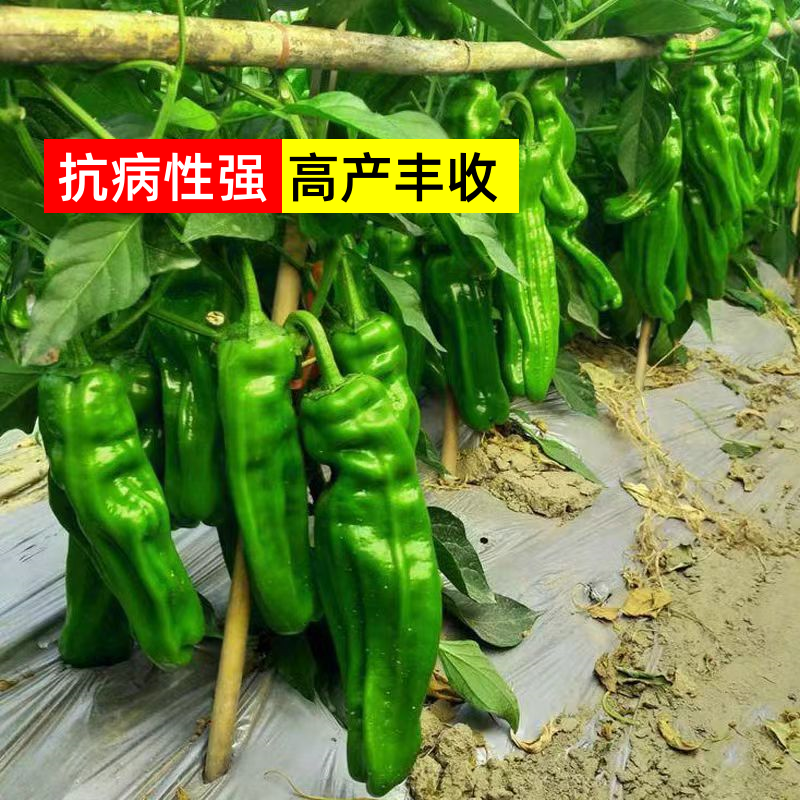 【薄皮椒苗】苗场直供根系发达视频看货品质保证