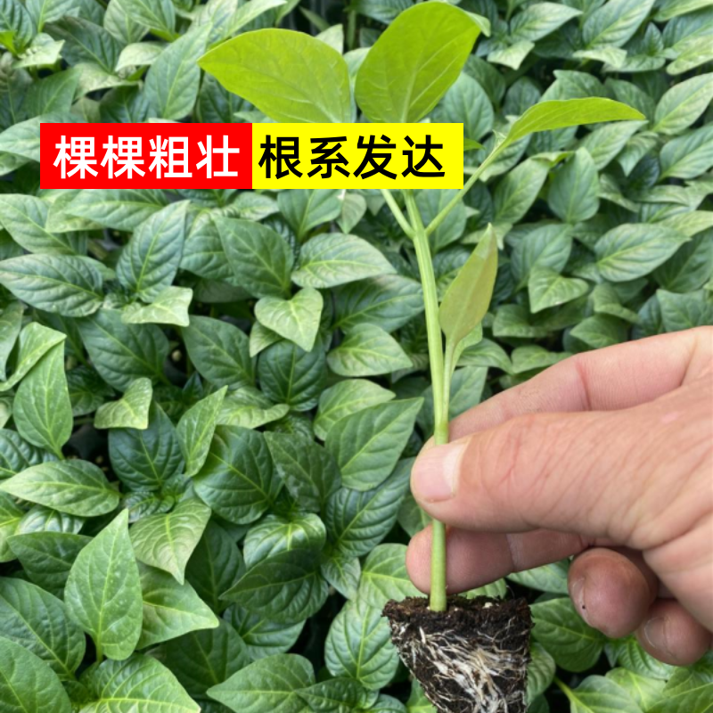 【薄皮椒苗】苗场直供根系发达视频看货品质保证