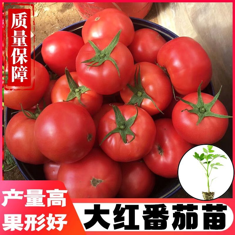 大红西红柿苗产量高现挖现发硬度好根系发达保质保