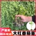 大红西红柿苗产量高现挖现发硬度好根系发达保质保