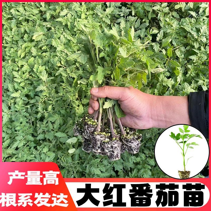 大红西红柿苗产量高现挖现发硬度好根系发达保质保