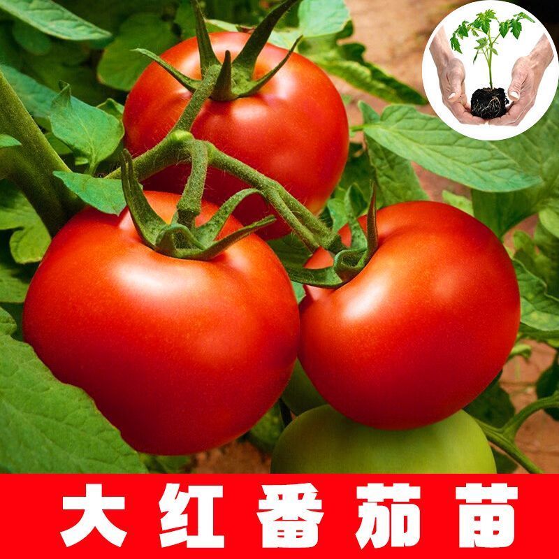 大红西红柿苗产量高现挖现发硬度好根系发达保质保