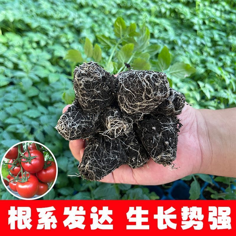 大红西红柿苗产量高现挖现发硬度好根系发达保质保