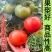 大红西红柿苗产量高现挖现发硬度好根系发达保质保