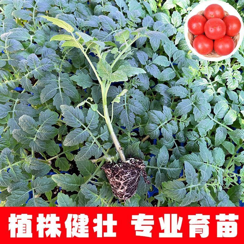 大红西红柿苗产量高现挖现发硬度好根系发达保质保