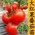 大红西红柿苗产量高现挖现发硬度好根系发达保质保