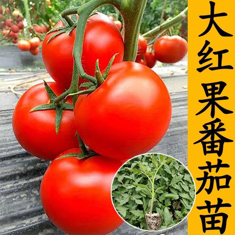 大红西红柿苗产量高现挖现发硬度好根系发达保质保