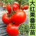 大红西红柿苗产量高现挖现发硬度好根系发达保质保
