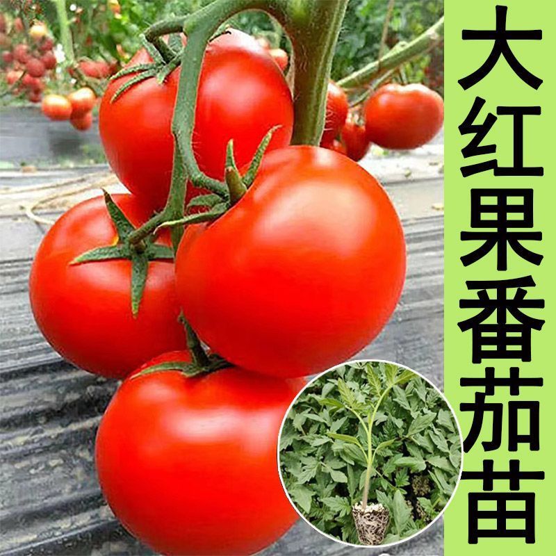 大红西红柿苗产量高现挖现发硬度好根系发达保质保