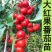大红西红柿苗产量高现挖现发硬度好根系发达保质保