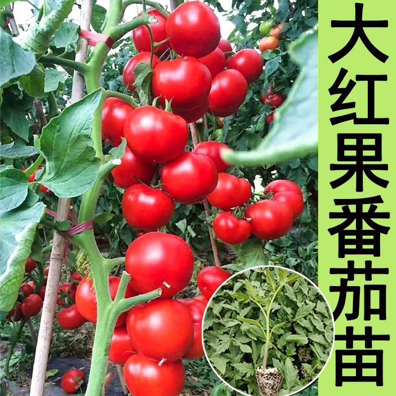 大红西红柿苗产量高现挖现发硬度好根系发达保质保