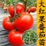 大红西红柿苗产量高现挖现发硬度好根系发达保质保