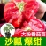 大粉西红柿苗带土发货薄皮沙瓢软糯香甜好吃抗病毒强