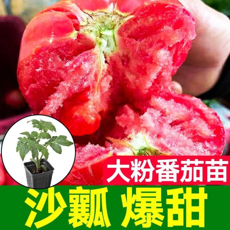 大粉西红柿苗带土发货薄皮沙瓢软糯香甜好吃抗病毒强