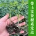 大粉西红柿苗带土发货薄皮沙瓢软糯香甜好吃抗病毒强