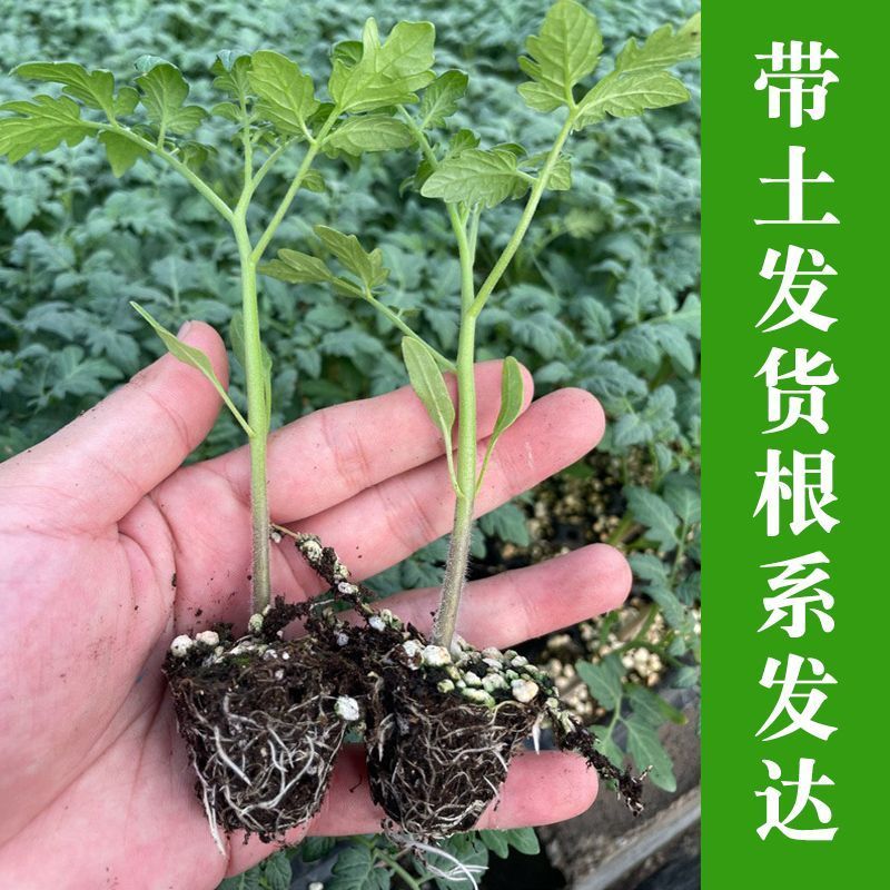 大粉西红柿苗带土发货薄皮沙瓢软糯香甜好吃抗病毒强