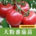 大粉西红柿苗带土发货薄皮沙瓢软糯香甜好吃抗病毒强