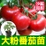 大粉西红柿苗带土发货薄皮沙瓢软糯香甜好吃抗病毒强