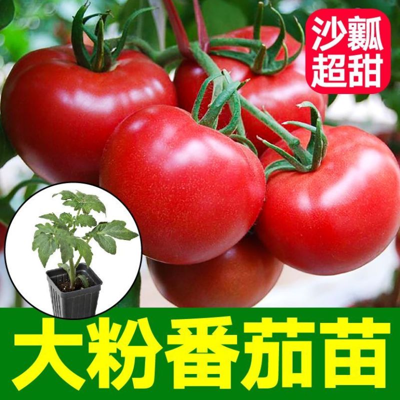 大粉西红柿苗带土发货薄皮沙瓢软糯香甜好吃抗病毒强