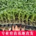 大粉西红柿苗带土发货薄皮沙瓢软糯香甜好吃抗病毒强