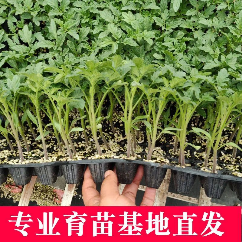 大粉西红柿苗带土发货薄皮沙瓢软糯香甜好吃抗病毒强