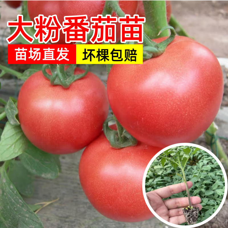 大粉西红柿苗带土发货薄皮沙瓢软糯香甜好吃抗病毒强