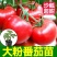 大粉西红柿苗带土发货薄皮沙瓢软糯香甜好吃抗病毒强