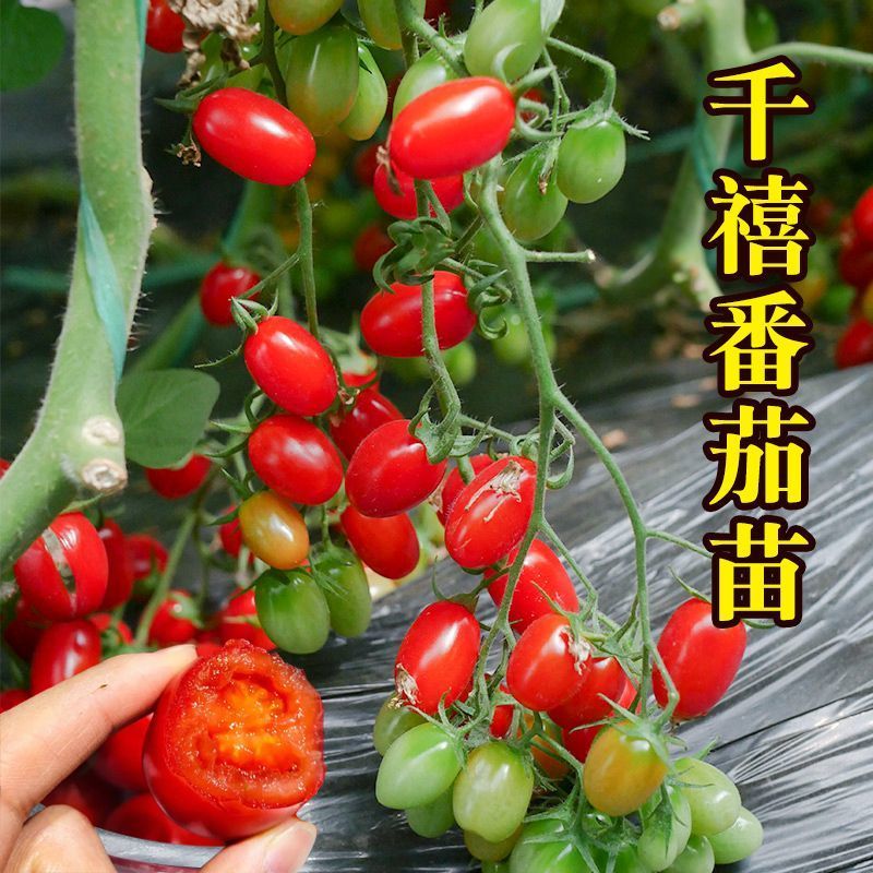 各种颜色圣女果苗大量供应一手货源口感好产量高