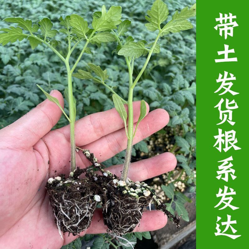 各种颜色圣女果苗大量供应一手货源口感好产量高