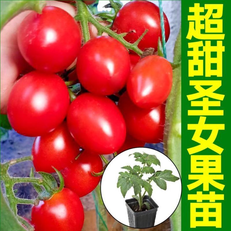 各种颜色圣女果苗大量供应一手货源口感好产量高