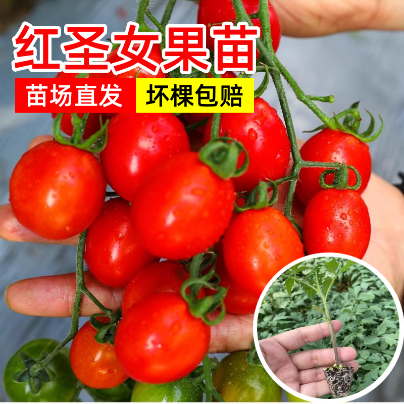各种颜色圣女果苗大量供应一手货源口感好产量高