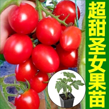 各种颜色圣女果苗大量供应一手货源口感好产量高