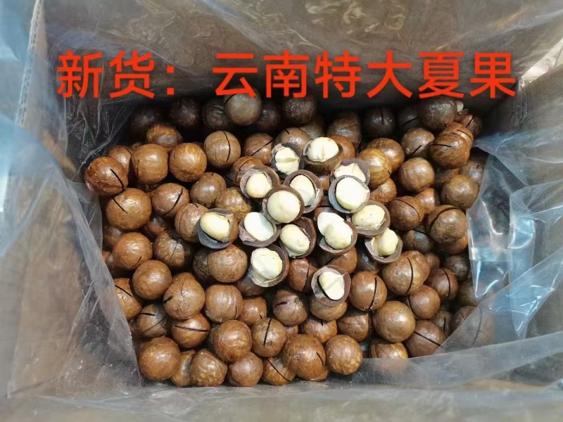 夏威夷大量现货产地直发品质保证一手货源品质保证