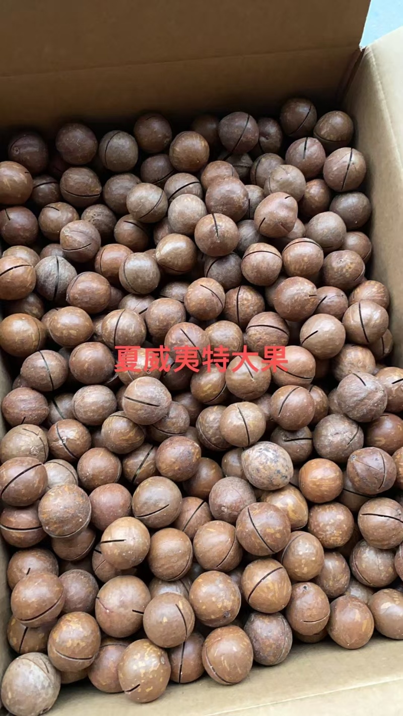 夏威夷大量现货产地直发品质保证一手货源品质保证