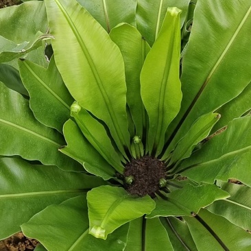 台湾山苏菜