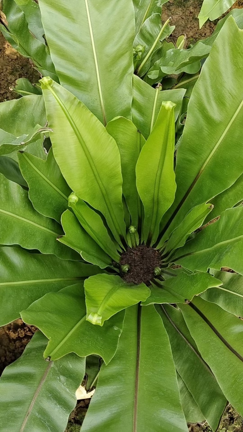 台湾山苏菜